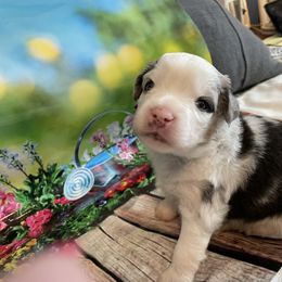 Miniature Australian Shepherd Puppies from Happy Tails, Colorado Mini Aussies