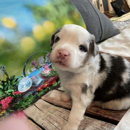 Miniature Australian Shepherd Puppies from Happy Tails, Colorado Mini Aussies