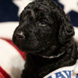 Poodle Puppies from Patriot Noble Paws