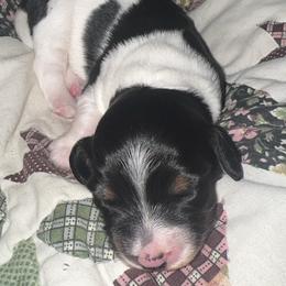 Girl 1 - Piebald female Dachshund puppy in Lenoir, North Carolina from Alyson’s Dachshunds