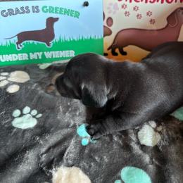 Licorice - Black male Dachshund puppy in Great Falls, Montana from Dawn's designerDachshunds
