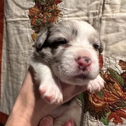 Cardigan Welsh Corgi Puppies from Smoky Tails Corgis