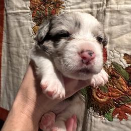 Cardigan Welsh Corgi Puppies from Smoky Tails Corgis