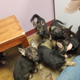 German Shepherd Puppies from Fyrestorm Shepherds