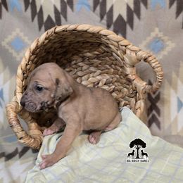 Acorn - Fawn female Great Dane puppy in Spiro, Oklahoma from Big Birch Danes