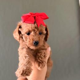 Coco - Red  female Goldendoodle puppy in Sacramento, California from GoldenDoodle Love