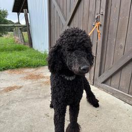 Windy Oaks Finnleigh - Black female Poodle puppy in Henagar, Alabama from Windy Oak Kennels