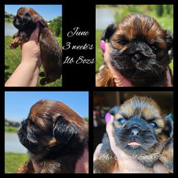 June - Red female Shih Tzu puppy in Maize, Kansas from Air Capital Shih Tzu Puppies