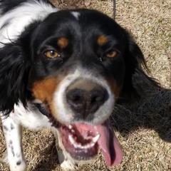 English Setters from Timberdoo Kennels
