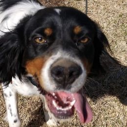 English Setters from Timberdoo Kennels