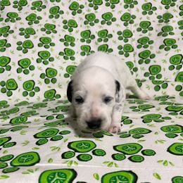 Agate - White and black male Dalmatian puppy in Claremore, Oklahoma from Lotsofdots Dalmatians