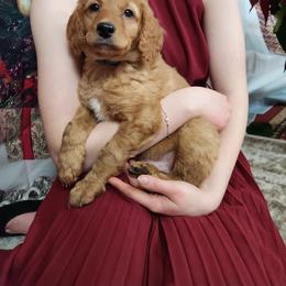 Goldendoodle Puppies from Goldendoodles from Goshen Blessings