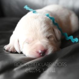 Male 3 Teal - Yellow male Labrador Retriever puppy in Pasco, Washington from ROCK CREEK LABRADORS Pasco, WA