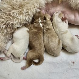 Labradoodle Puppies from Tyson's Farm Doodles
