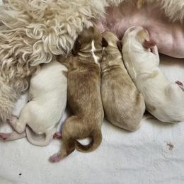 Labradoodle Puppies from Tyson's Farm Doodles
