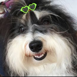 Abby - Havanese