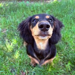 Peso - Black and tan male Dachshund puppy in Spokane, Washington from Beautiful Beans