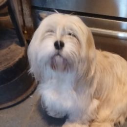 Puffer - Lhasa Apso
