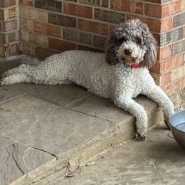 Gia - Lagotto Romagnolo