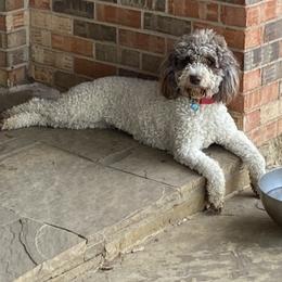 Gia - Lagotto Romagnolo
