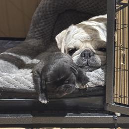 Pug Puppies from Jacobson’s Sassy Pugs
