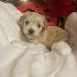 Juliet - Wheaten female Miniature Schnauzer puppy in Menifee, California from Moonshine’s Minis