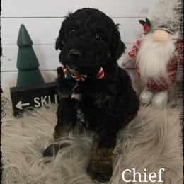 Chief Bogo - Phantom male Poodle puppy in Farley, Iowa from Iowa's Doodle Co.