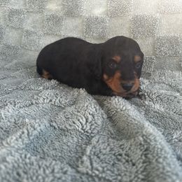 Teddy - Black and tan male Dachshund puppy in Brandon, Florida from Knights Dachshunds
