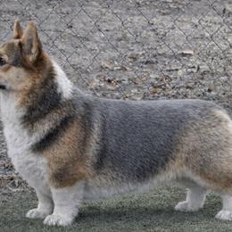 Bluey - Pembroke Welsh Corgi