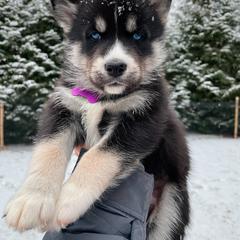 Romano - Boy 4 💜 - Agouti and white Siberian Husky puppy in Rhode Island from Home Pack Huskies