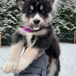 Romano - Boy 4 💜 - Agouti and white Siberian Husky puppy in Rhode Island from Home Pack Huskies