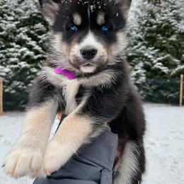 Romano - Boy 4 💜 - Agouti and white Siberian Husky puppy in Rhode Island from Home Pack Huskies