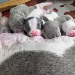 Yoshi - Blue male French Bulldog puppy in Denver, Colorado from Mecham Family kennels -MechamFrenchies