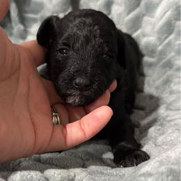 Mary - Black female Poodle puppy in Bakersfield, California from Pedigree Poodles