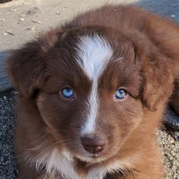 Ginger - Red tri-color female Australian Shepherd puppy in Cottage Grove, Oregon from Farmstead Aussies
