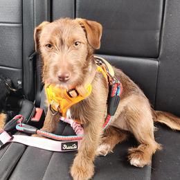 Ember - American Hunt Terrier