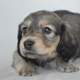 Dachshund Puppies from Dreamheart Dachshunds