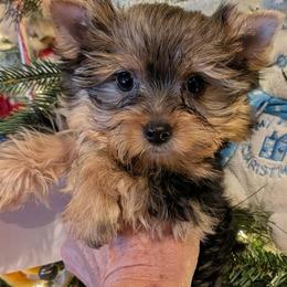 Boy 3 - Black and gold male Yorkshire Terrier puppy in Gatesville, Texas from Cuddles of Cuteness