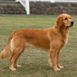 Rebel - Golden Retriever