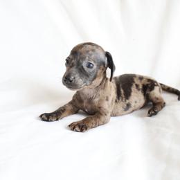 Smokey - Dapple male Dachshund puppy in Fredericksburg, Ohio from William's Dachshunds
