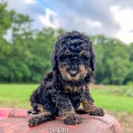 Drillbit - Phantom male Bernedoodle puppy in Grove, Oklahoma from Guinn Family Farms