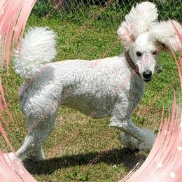 Poodles from Suzie's Poodles