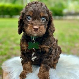 Nectarine - Brown white and tan male Cockapoo puppy in Palm Beach County, Florida from Benji’s Cockapoos