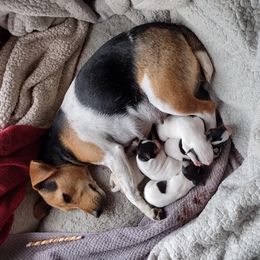 Parson Russell Terrier Puppies from Montana Jacks