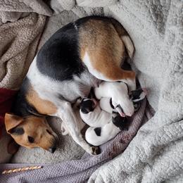 Parson Russell Terrier Puppies from Montana Jacks