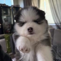 Oreo - Black and white female Pomsky puppy in West Sacramento, California from Pinkie's Pomskies