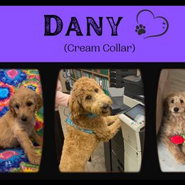 Goldendoodle All Grown Up from Nebraska Doodle Crew