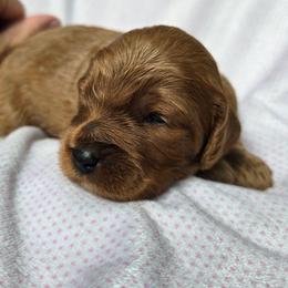 Girl 2 - Red female Cavapoo puppy in Knoxville, Tennessee from Shannan's Cavapoos