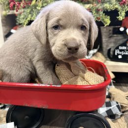 Silver Female- Purple - Silver female Dilute Retriever puppy in Marion, Illinois from Summer Lovin’ Labradors of Southern Illinois