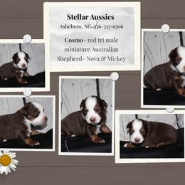 Cosmo - Red tri male Miniature Australian Shepherd puppy in Asheboro, North Carolina from Stellar Aussies